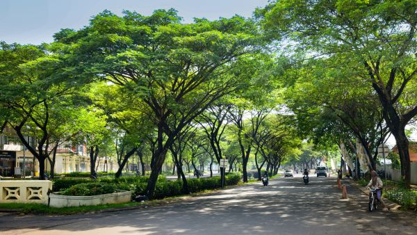 Pourquoi les micro-forêts urbaines sont-elles essentielles à la biodiversité locale ?